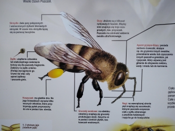 tablica pszczoła