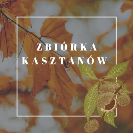 Zbiórka kasztanów