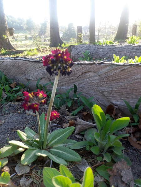 Kolory w szkolnym ogrodzie dydaktycznym – kwitnące rośliny rajem dla owadów